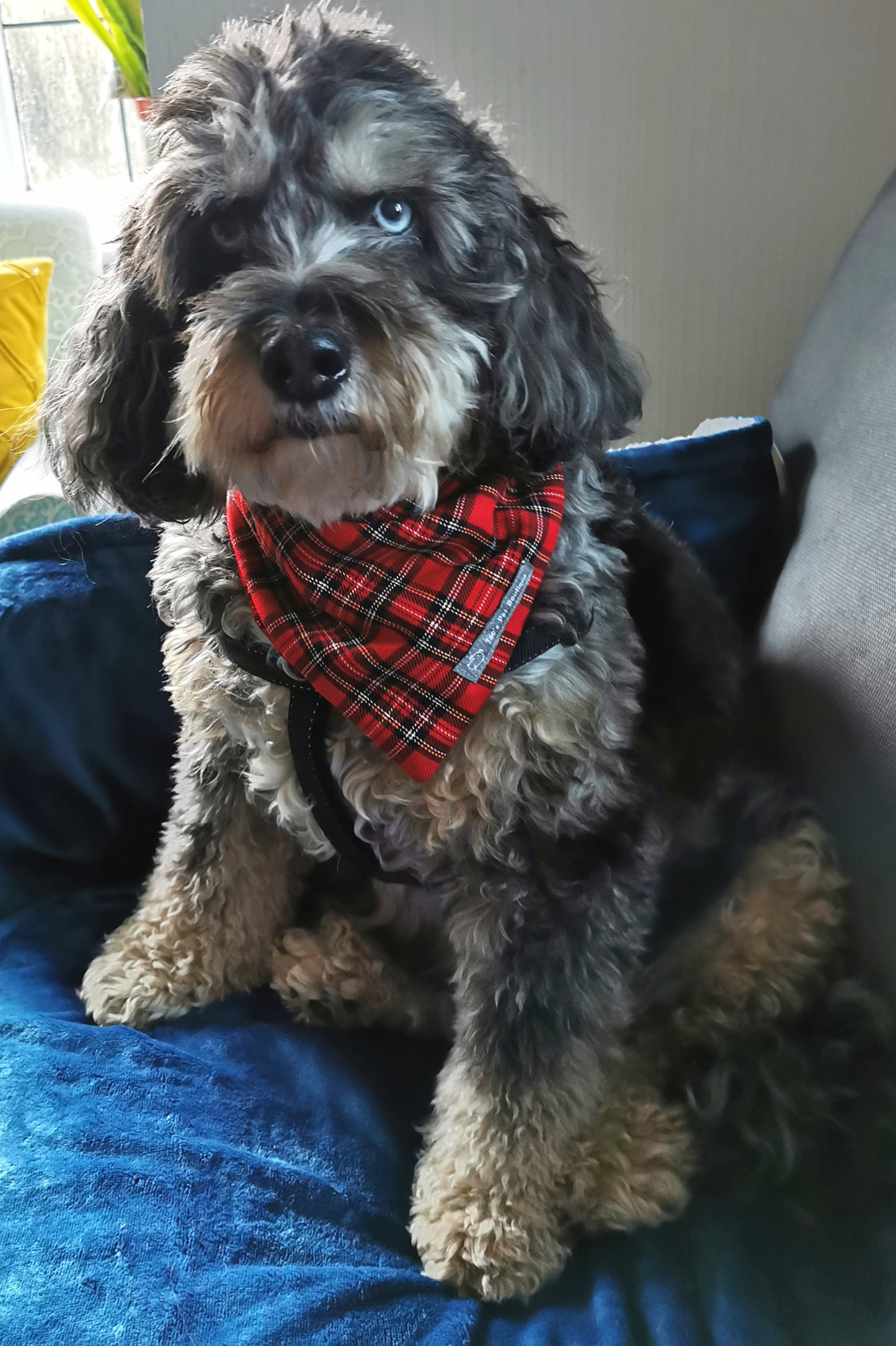 Red Tartan Dog Bandana