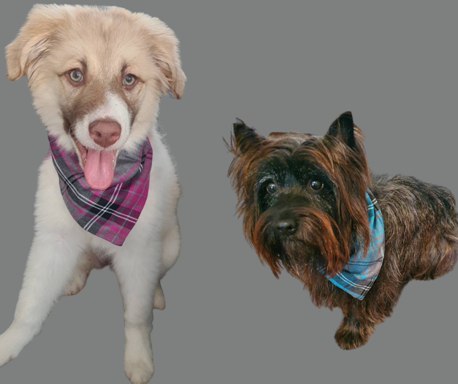 Tartan Dog Bandana