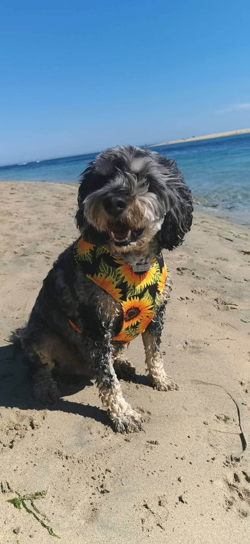 Waterproof Sunflower Dog Harness