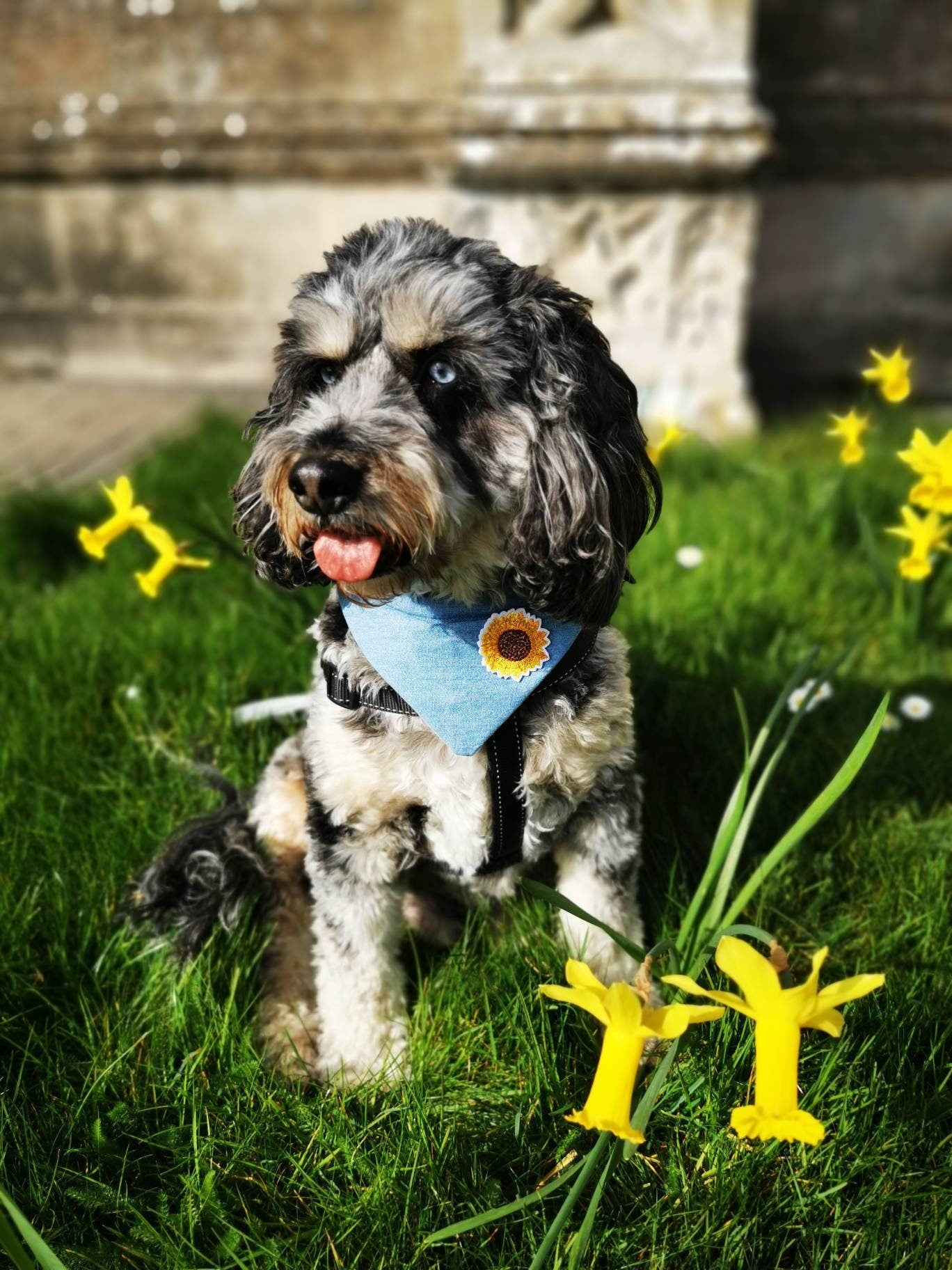 Tuscan Sunflower Denim Dog Bandana